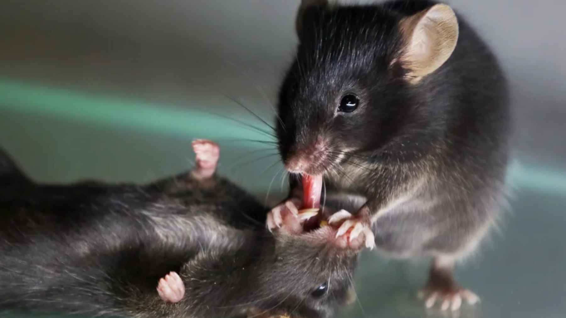 Ratón tira de la lengua de otro ratón inconsciente, conducta tipo “primeros auxilios” observada en laboratorio.