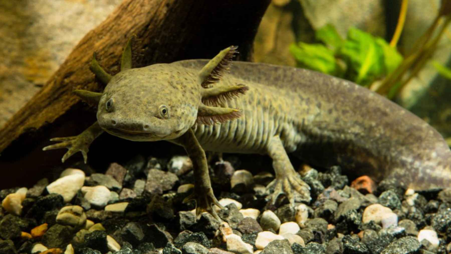 Ajolote del Altiplano (Ambystoma velasci) en el agua, con branquias externas