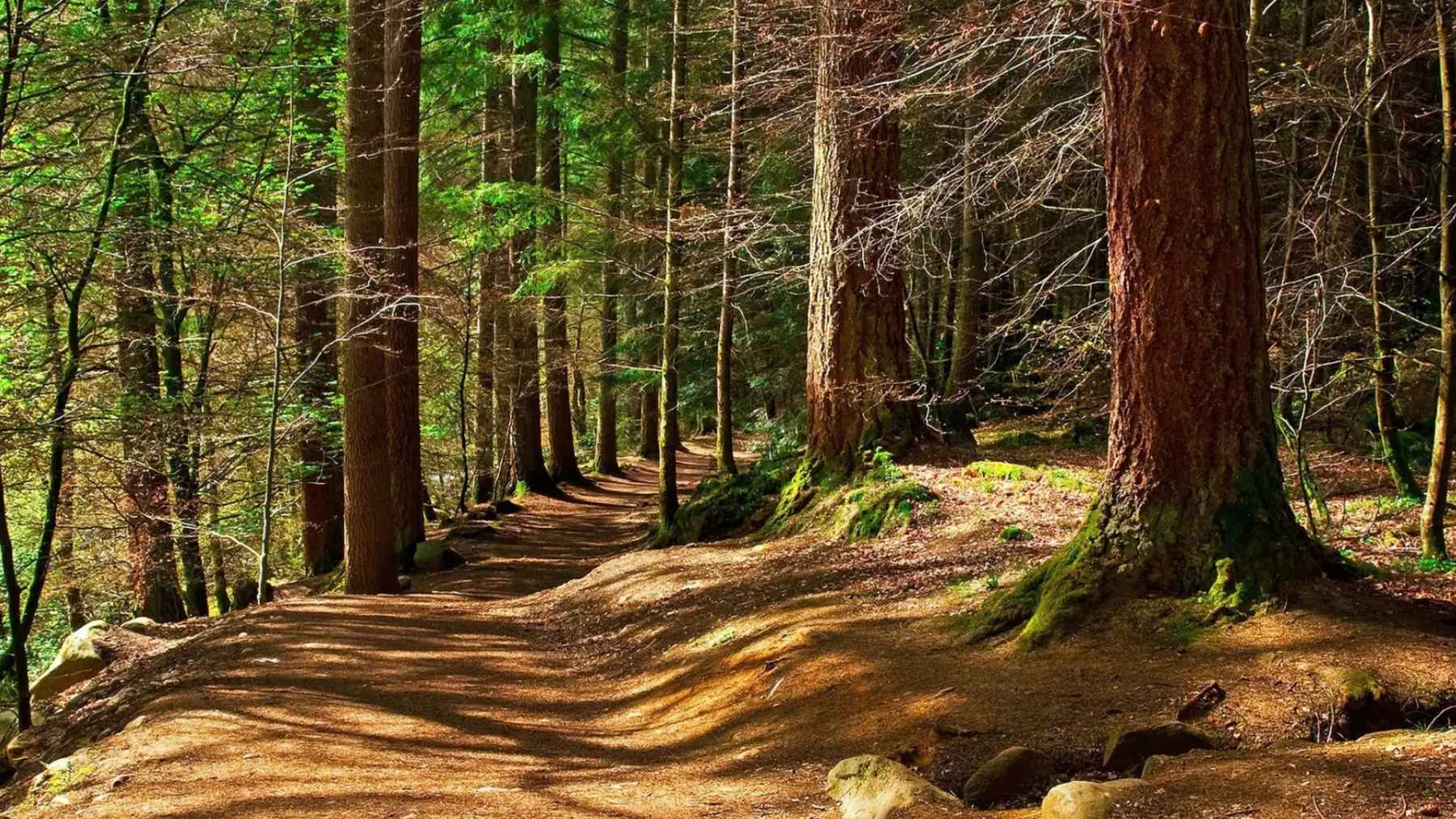 Bosque de Inglaterra donde se plantea la reintroducción del gato montés europeo tras más de 100 años extinto