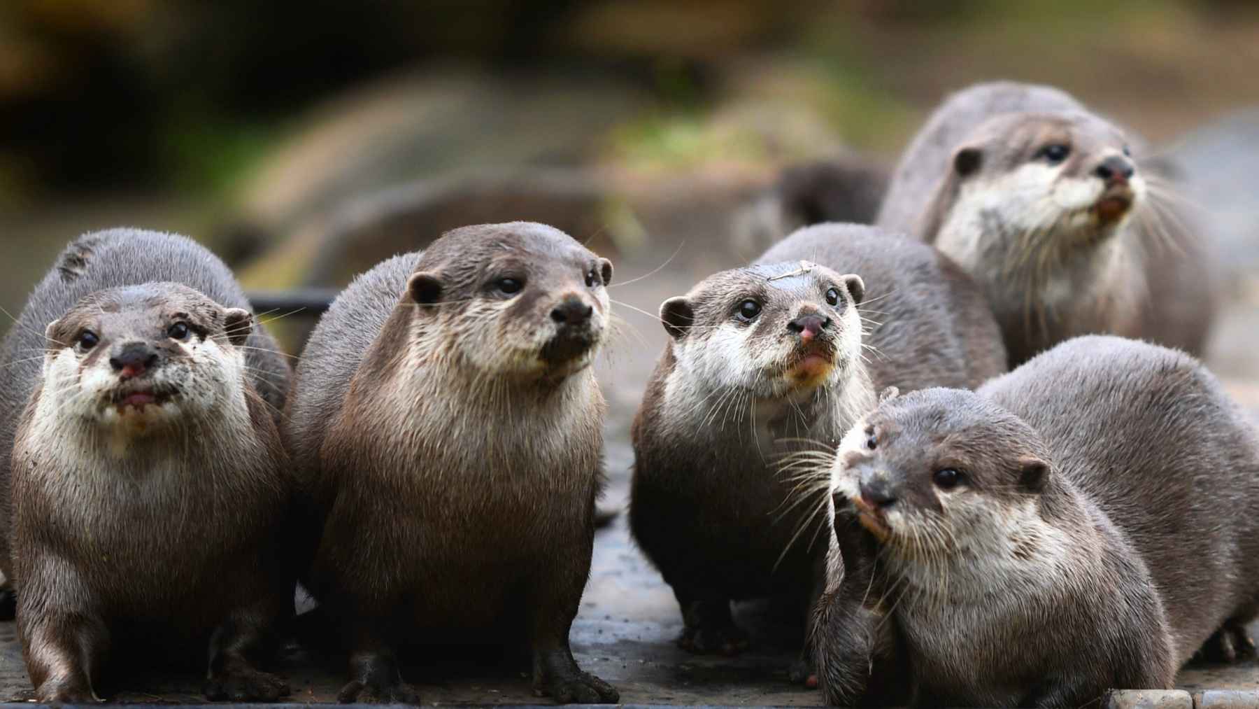 Grupo de nutrias juntas en la orilla, depredadores clave para controlar erizos y favorecer la recuperación de bosques de algas.