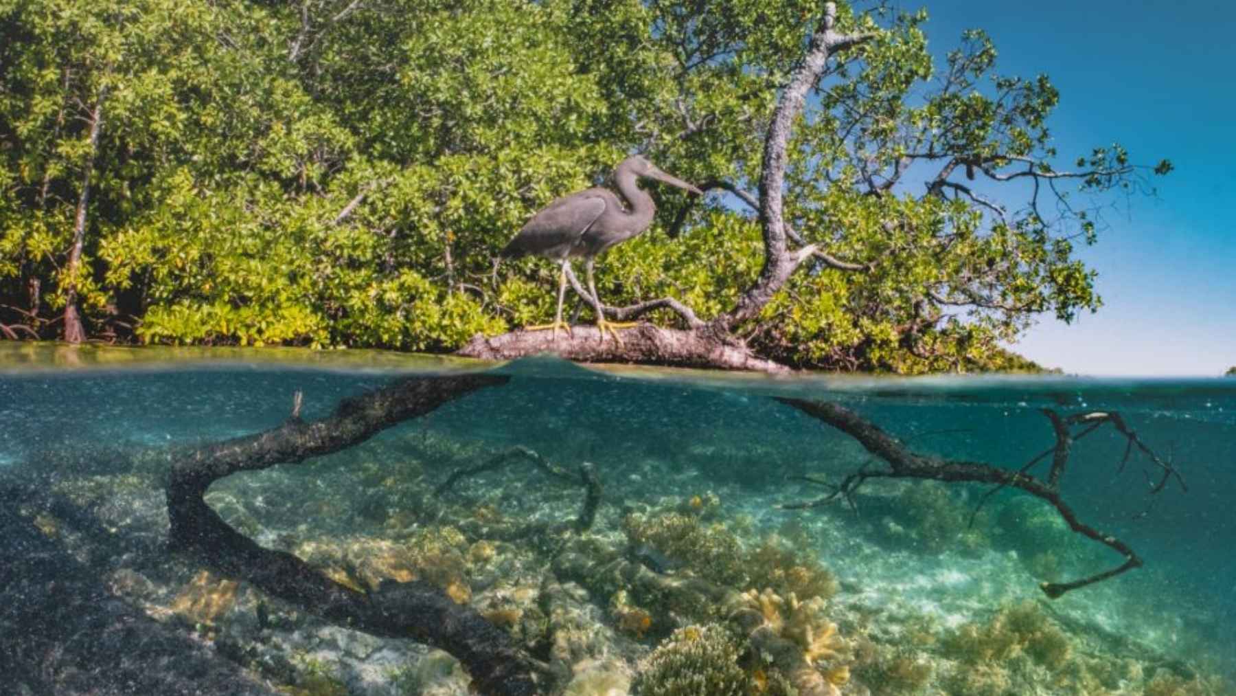 Manglar con ave sobre la rama y raíces bajo el agua, ecosistema costero afectado por el calentamiento oceánico