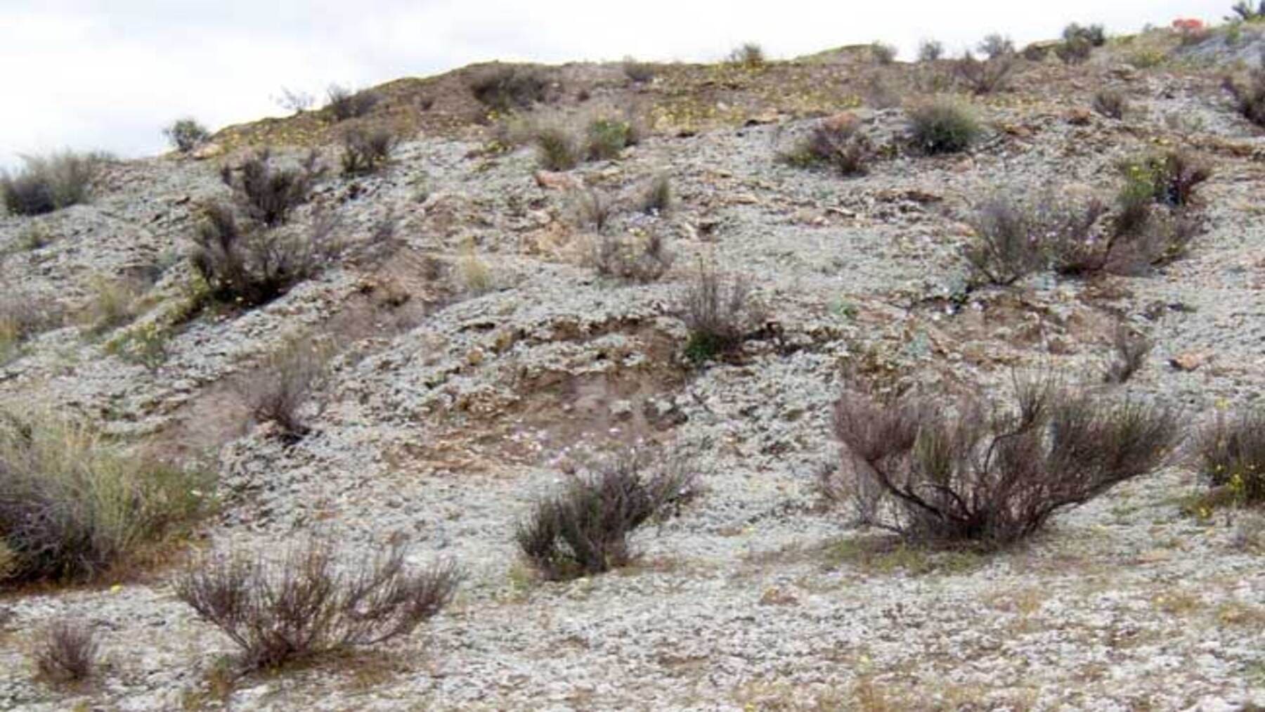 restauración de suelos áridos degradados con cianobacterias