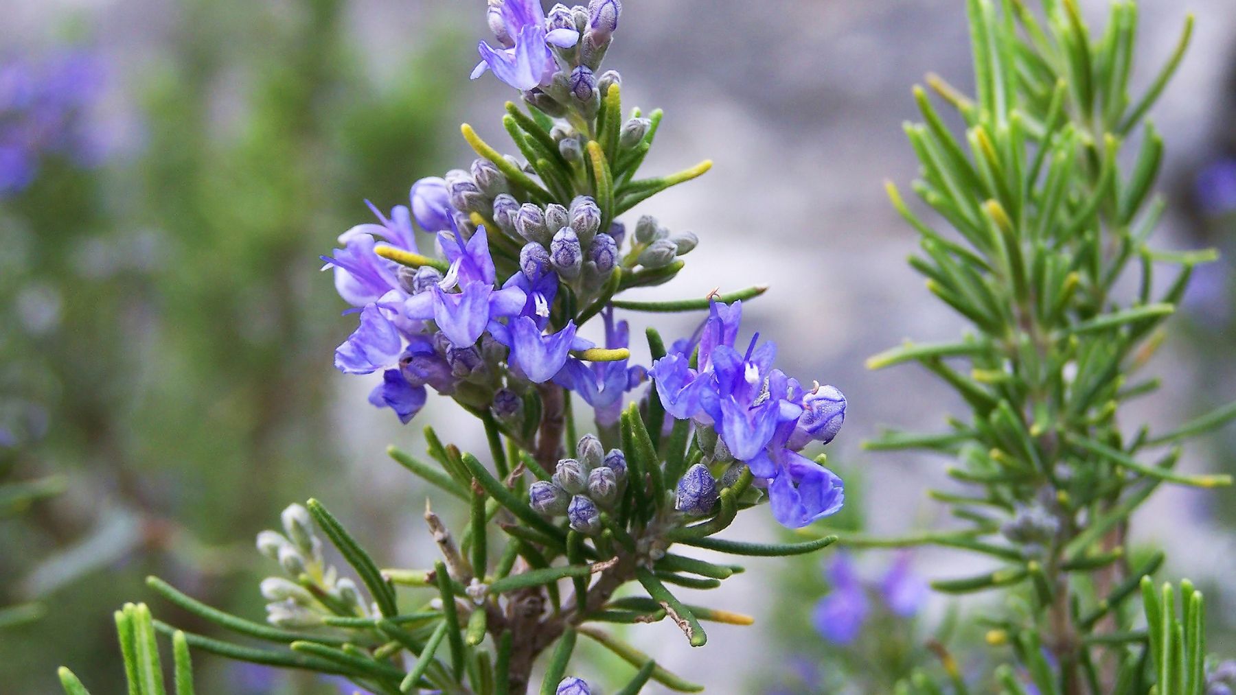 Romero en flor, hierba medicinal tradicional utilizada para aliviar calambres musculares y apoyar la salud ósea.