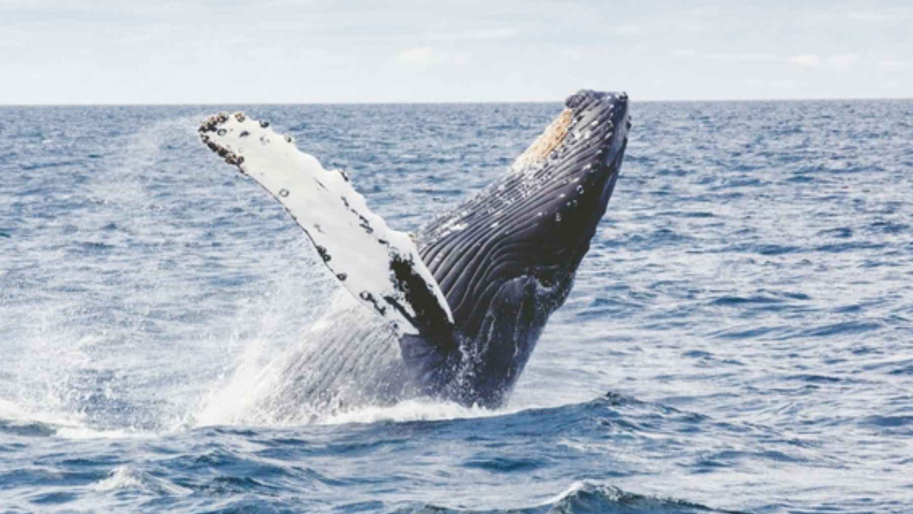 Ballena saltando fuera del agua en mar abierto, imagen relacionada con el estudio sobre longevidad y reparación del ADN