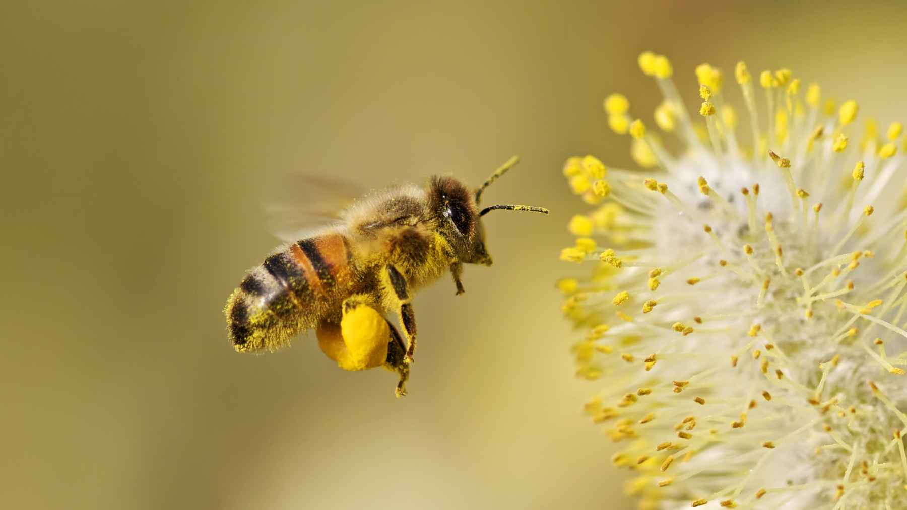 Abeja con polen volando hacia una flor amarilla cerca de casa, señal de polinización y biodiversidad