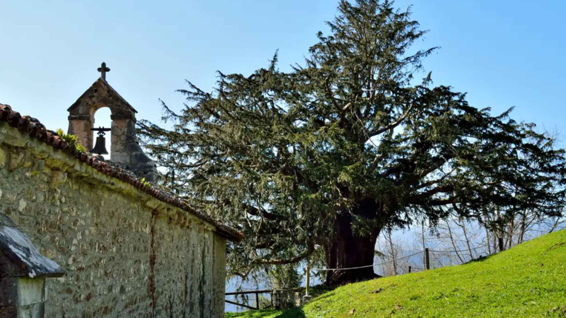 Tejo de Bermiego junto a la iglesia de Santa María en Quirós, Asturias, árbol monumental milenario
