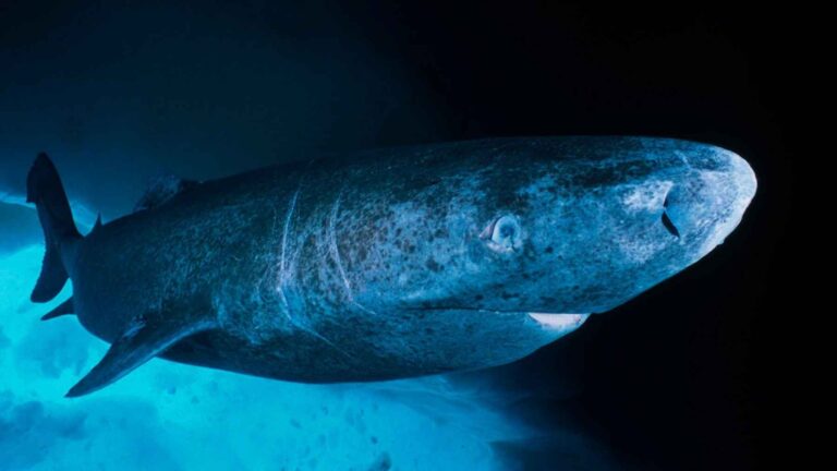 Tiburón de Groenlandia nadando en aguas frías y profundas