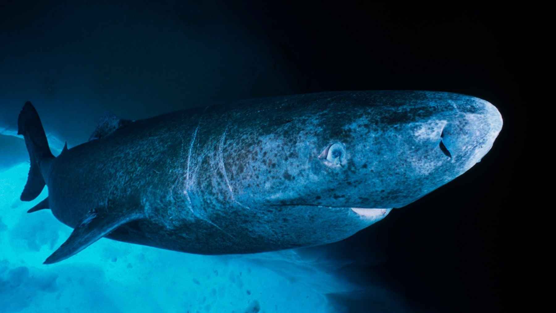 Tiburón de Groenlandia nadando en aguas frías y profundas