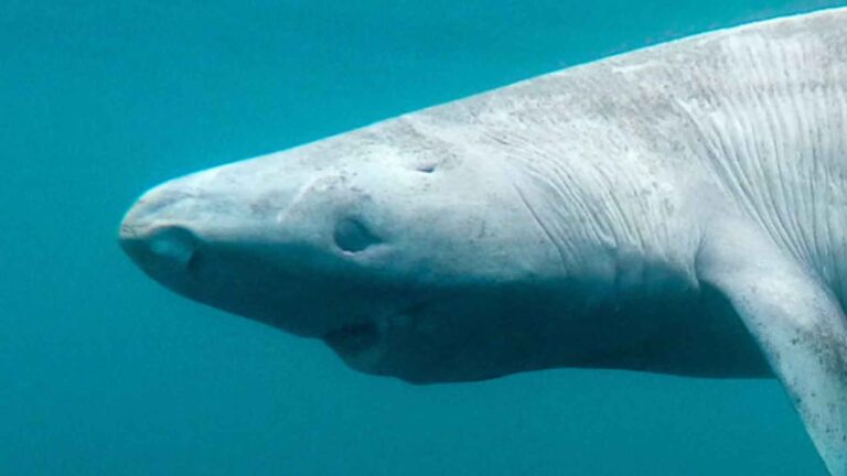 Tiburón de Groenlandia junto a esquemas científicos de su retina y genes de la visión en un estudio sobre cómo ve en la oscuridad del Ártico