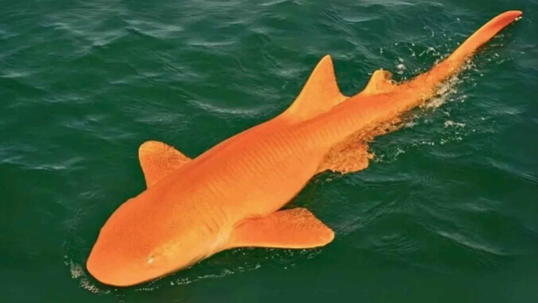 Tiburón nodriza naranja brillante nadando en el mar Caribe frente a Costa Rica