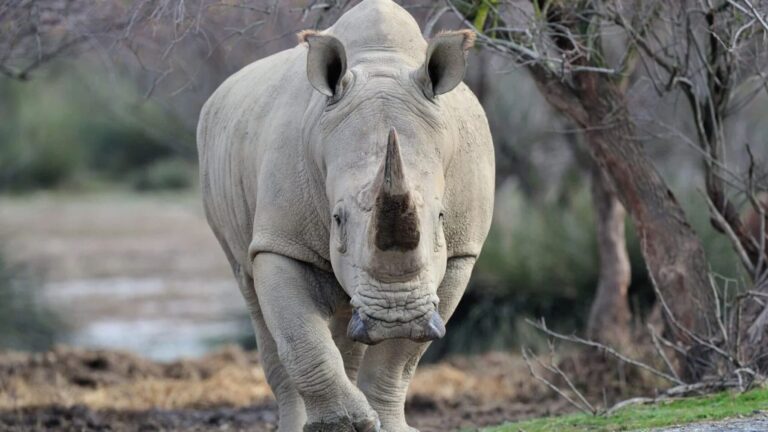 Uganda vuelve a tener rinocerontes en libertad tras su reintroducción