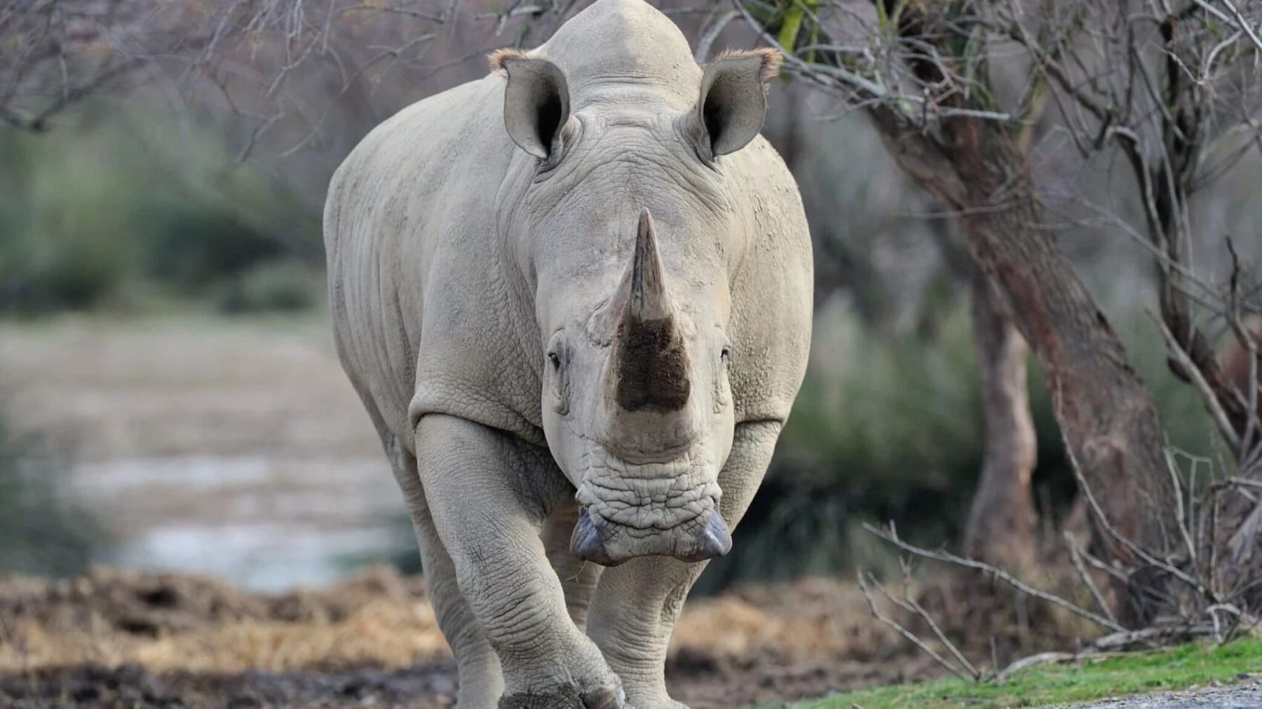 Uganda vuelve a tener rinocerontes en libertad tras su reintroducción