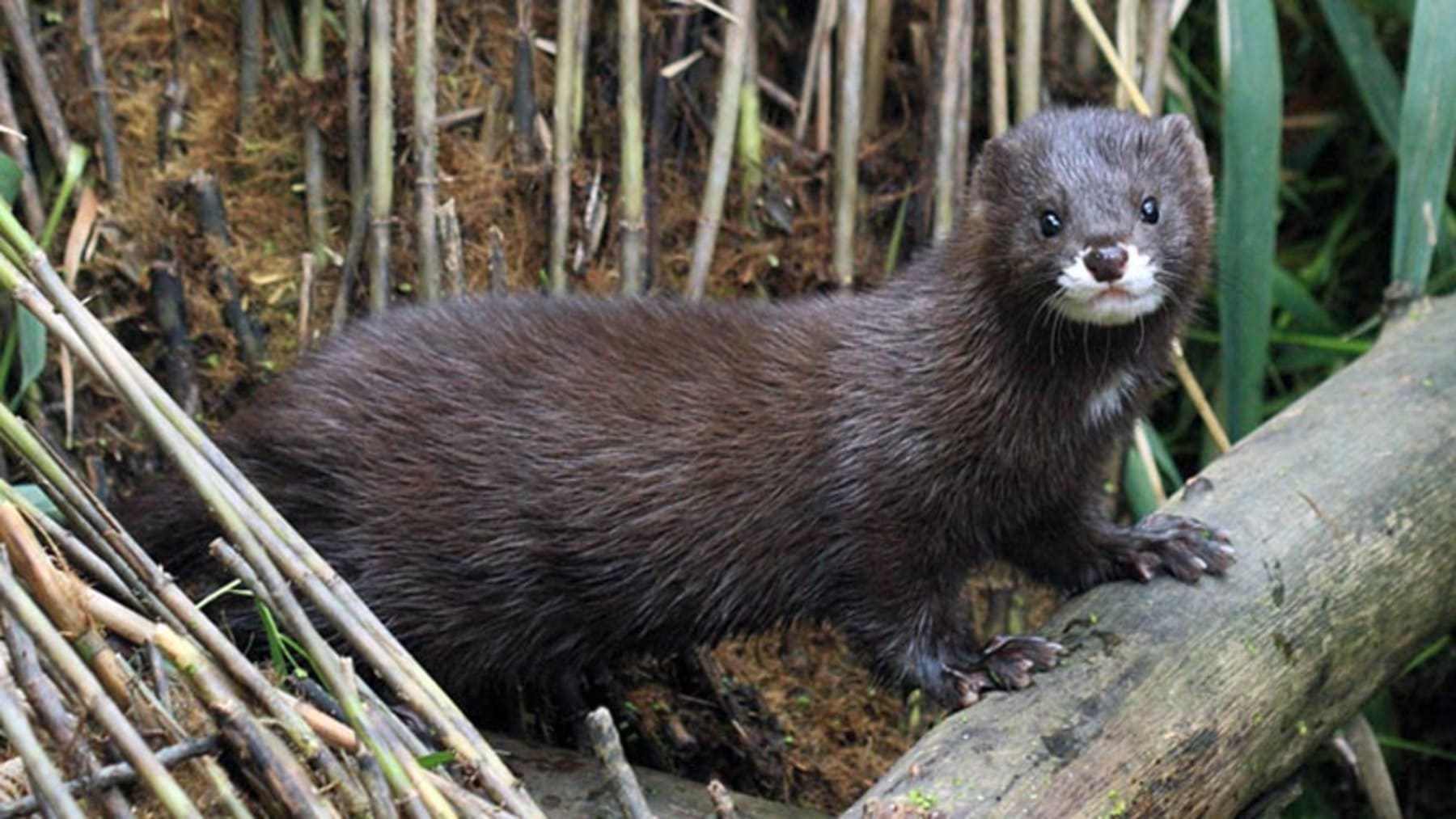 El visón europeo está al borde de la extinción