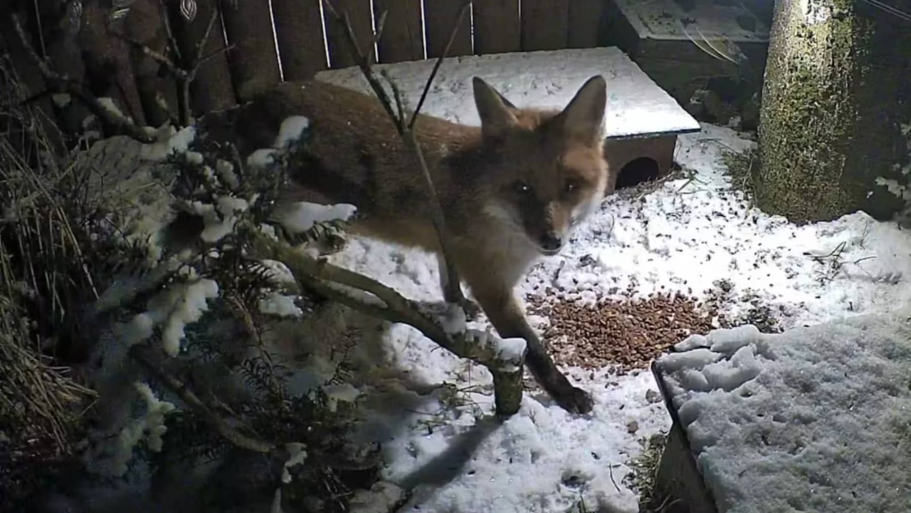 Markus Graber (58 años): "En mi jardín, los zorros y los erizos comen juntos comida para gatos"