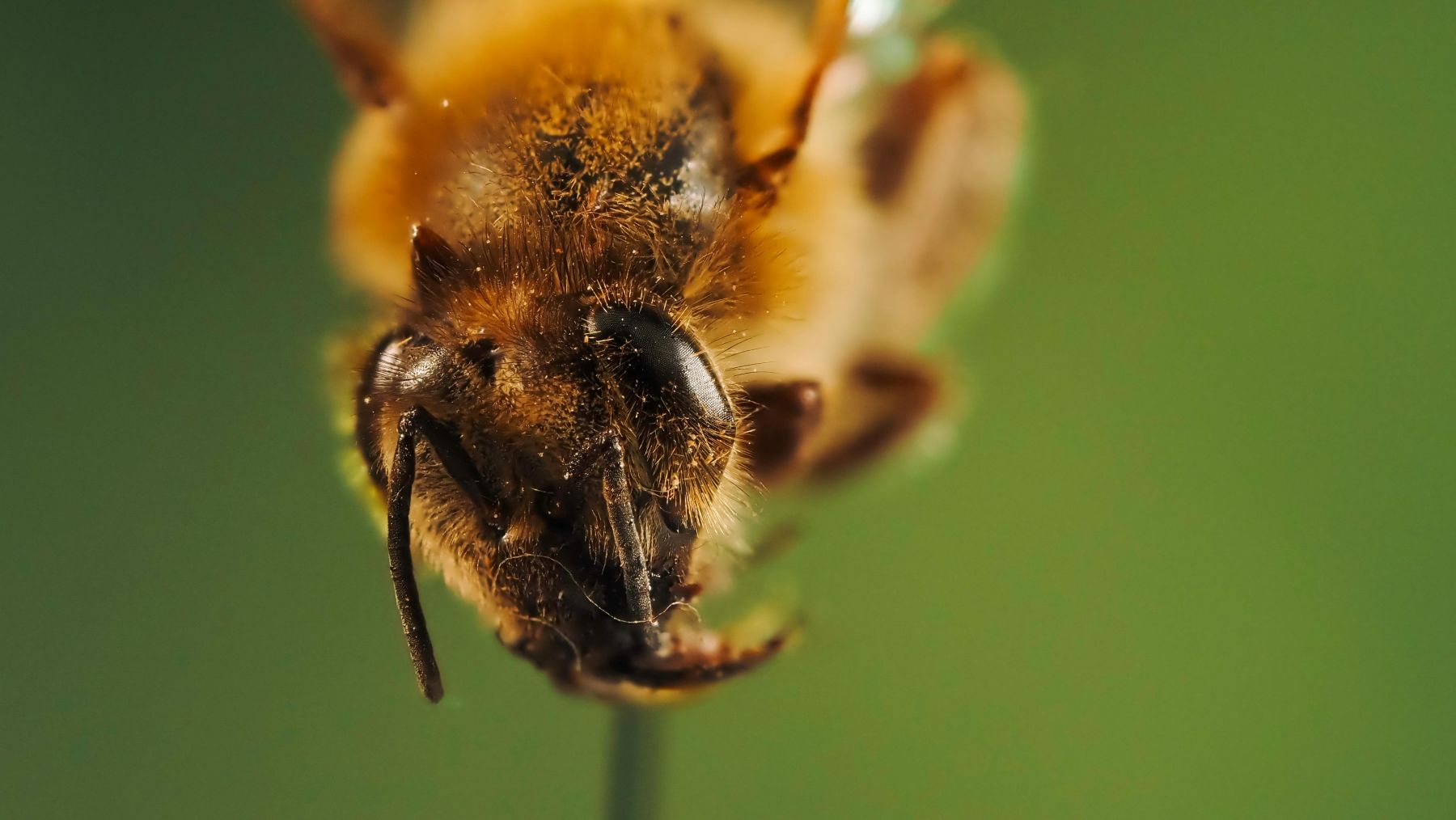 Neurotransmisores predicen velocidad de aprendizaje en abejas