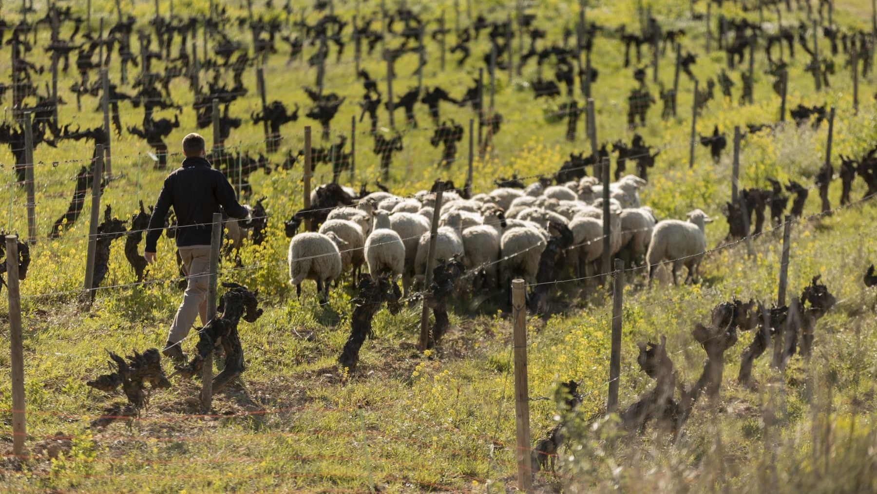Ciencia y campesinado definen agricultura regenerativa