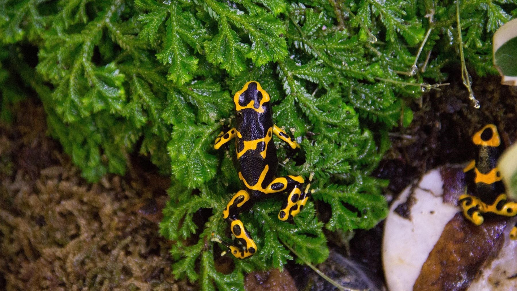 Biodiversidad en la cuenca del río Napo amazónico