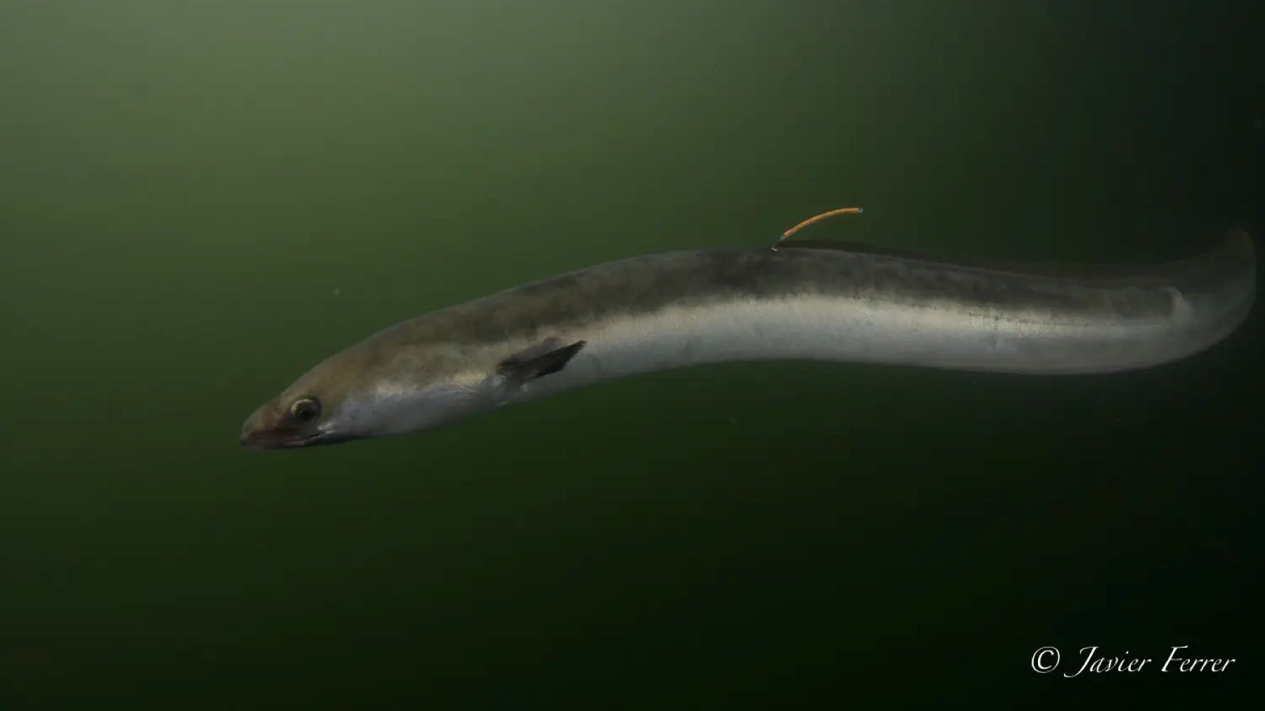 La anguila europea está fuera de sus límites biológicos y WWF exige su protección urgente