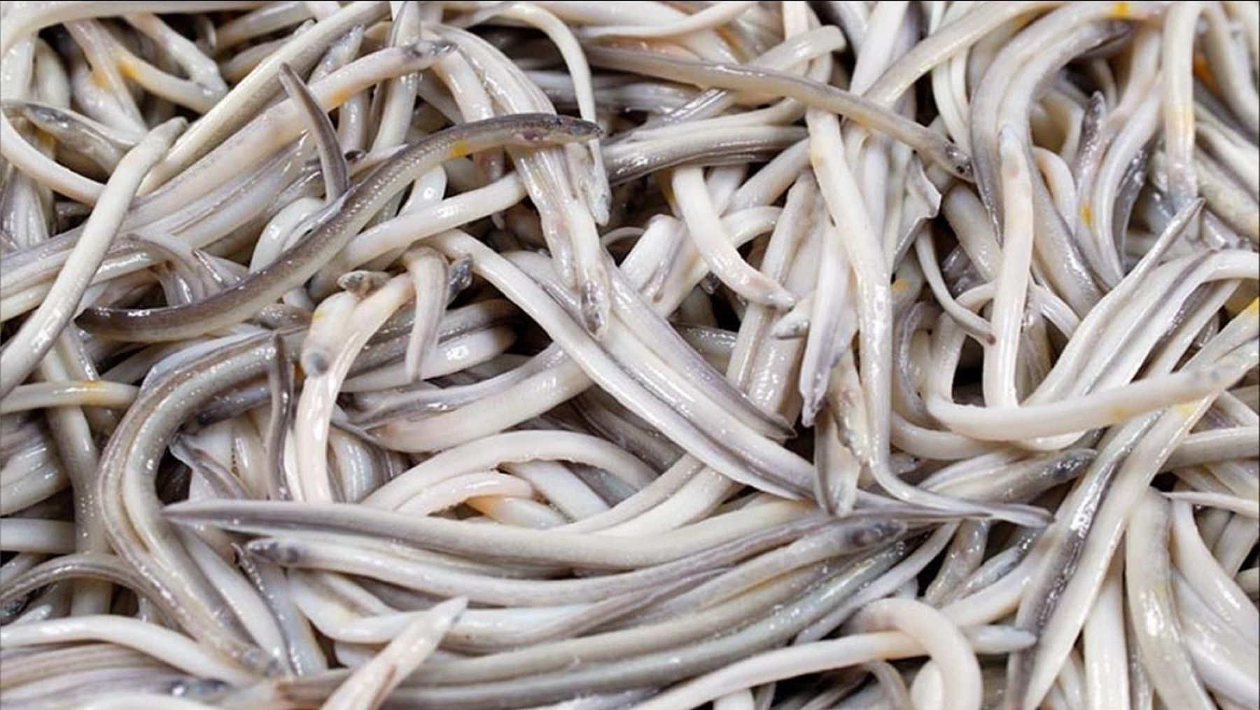 Angula en peligro de extinción afectada por la sobrepesca