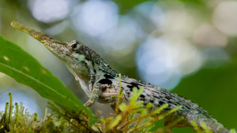 Anolis laevis redescubierto en bosques sudamericanos tras décadas