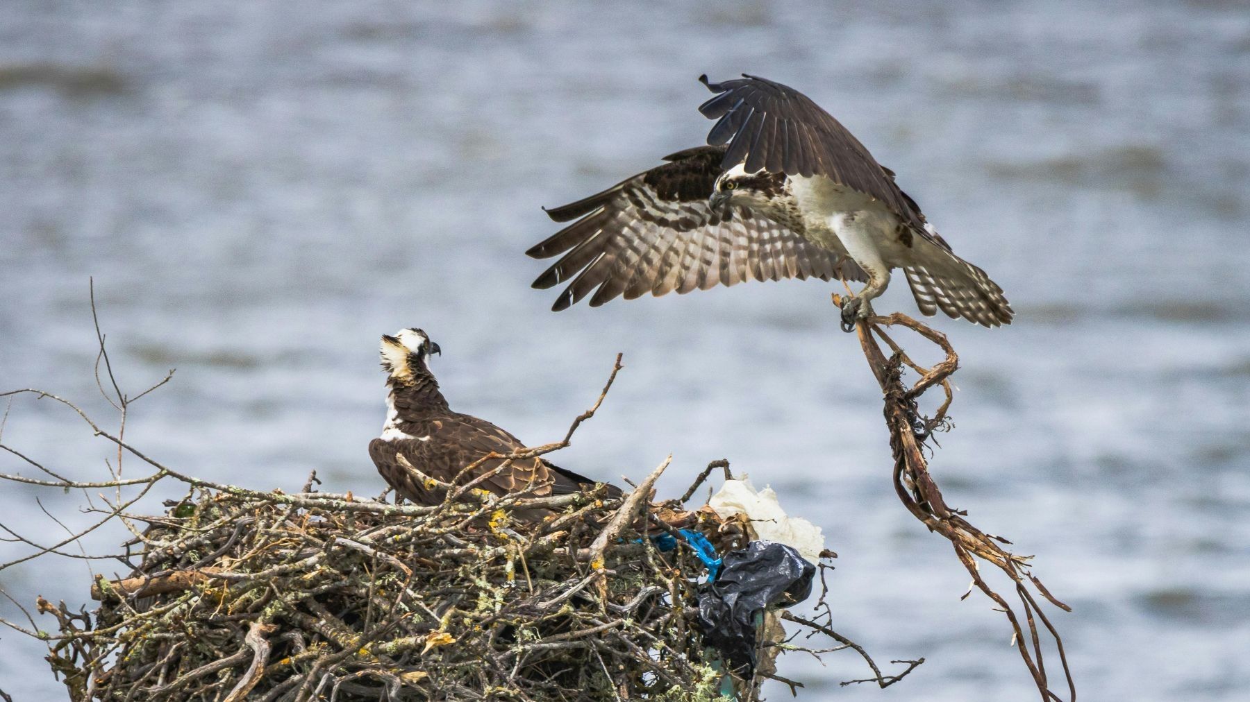 Adelantar el calendario biológico impulsa poblaciones de vertebrados