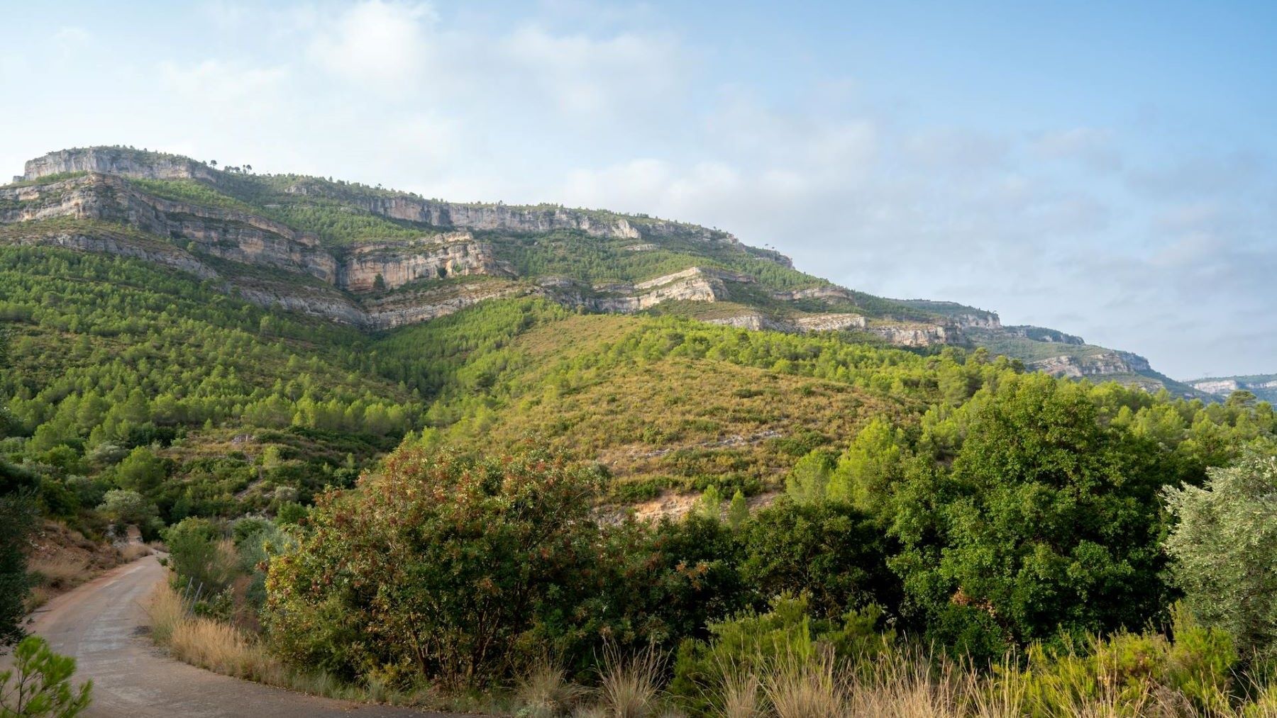 Estructura del bosque clave para entender los incendios forestales