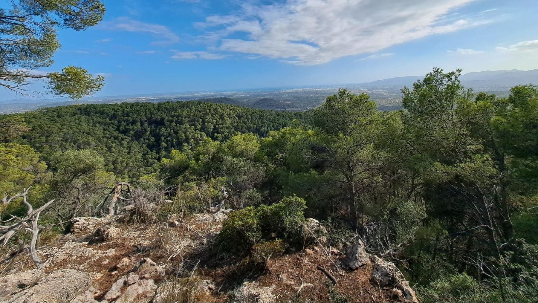 Baleares mejora la captura de CO2 en sus bosques con tecnología de drones