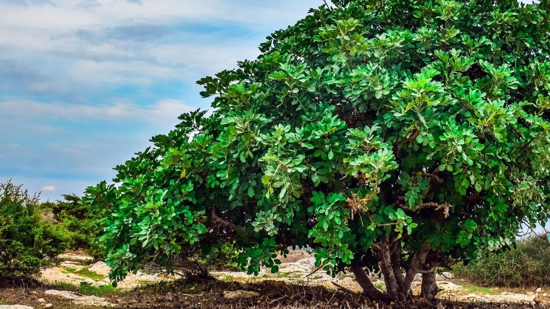 Valencia acoge EFI Mediterranean Network Forum 2026 sobre bosques y clima mediterráneo