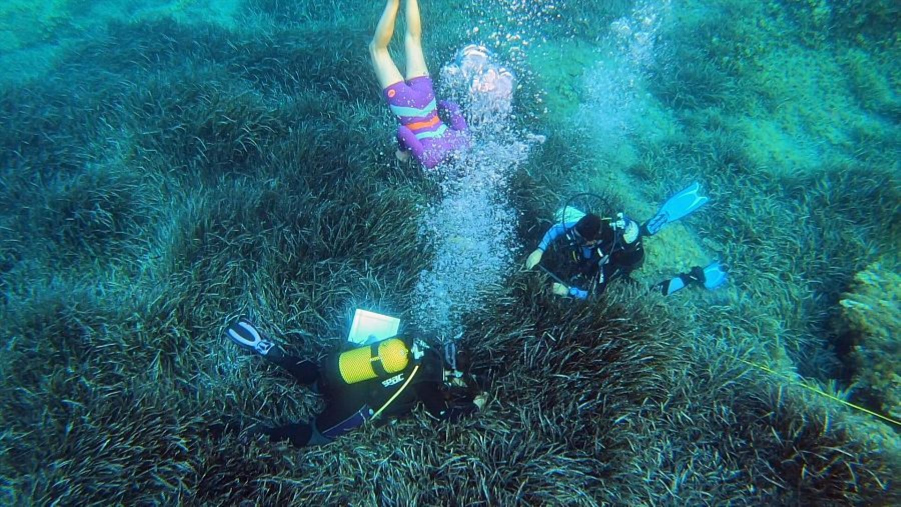 Acción Posidonia repuebla tres hectáreas con más de 10.000 plantas en el Mediterráneo