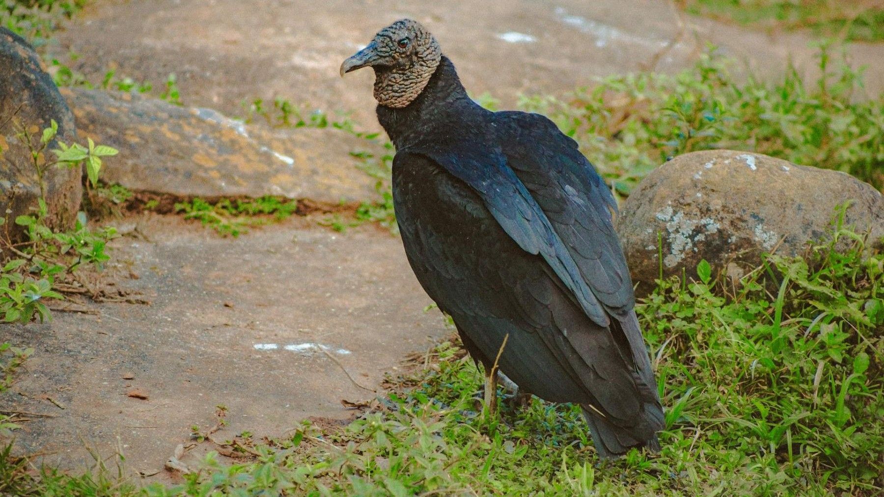 Buitre negro Nidificación de grandes rapaces en Baleares