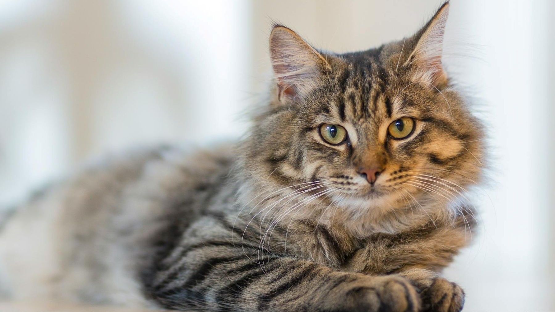 Día Europeo del Gato 2026 y la importancia de la adopción responsable en Europa