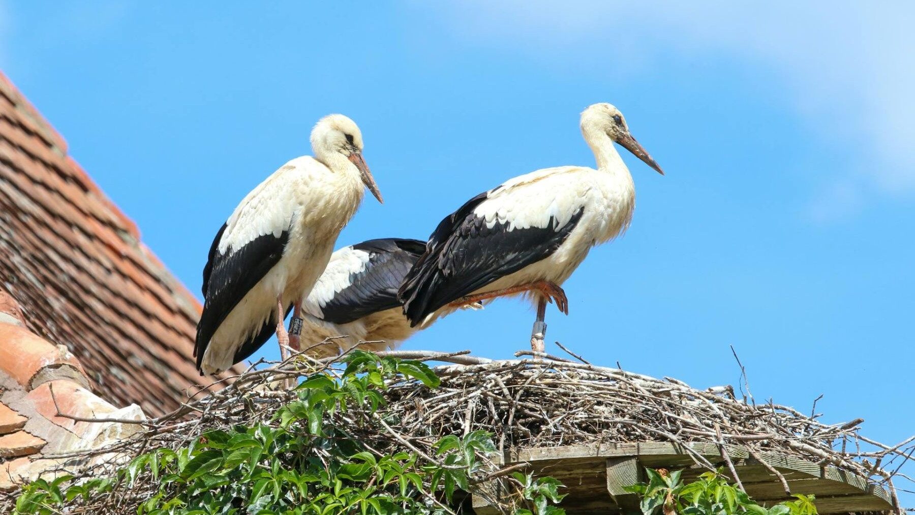 Censo de cigüeña blanca en España y pérdida de nidos tradicionales
