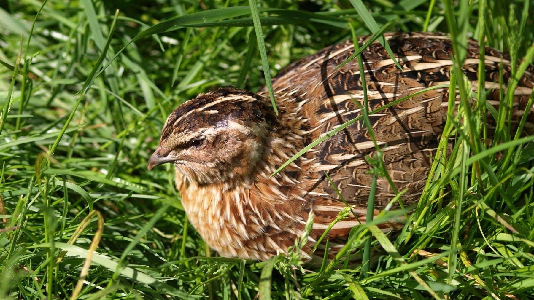 Especie afectada por la caza de la codorniz y presión humana