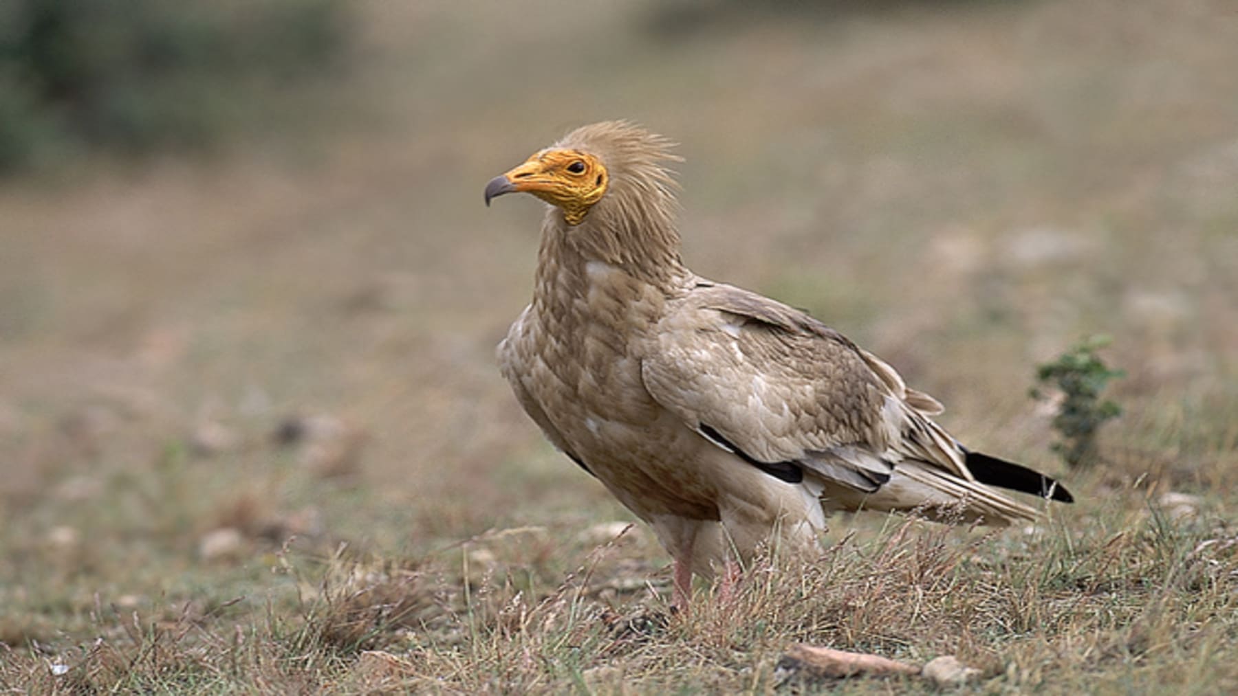 Alimoches protegidos en Bizkaia afectados por proyecto eólico rechazado