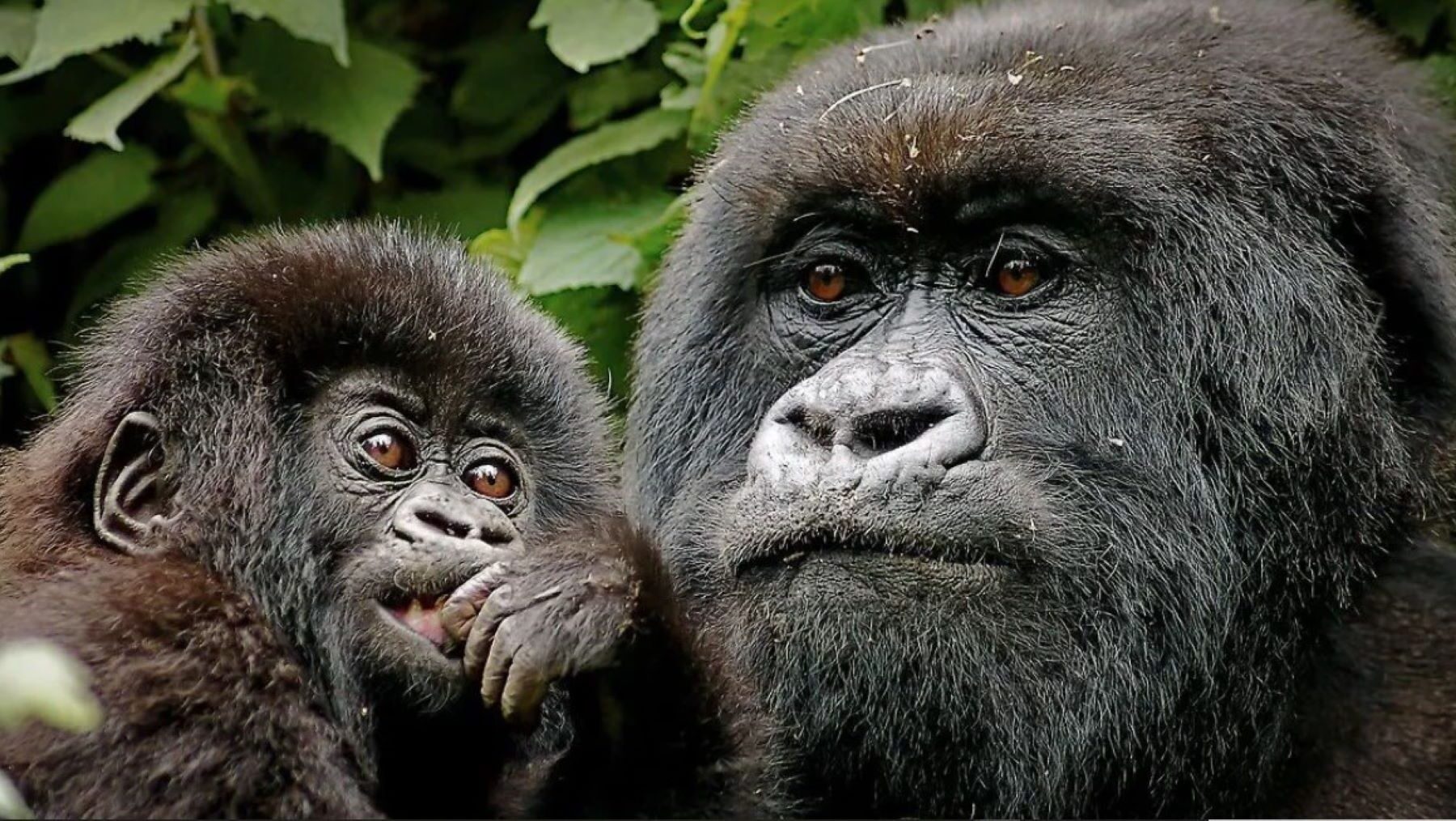 Nacimiento de una gorila de montaña en Virunga en peligro de extinción