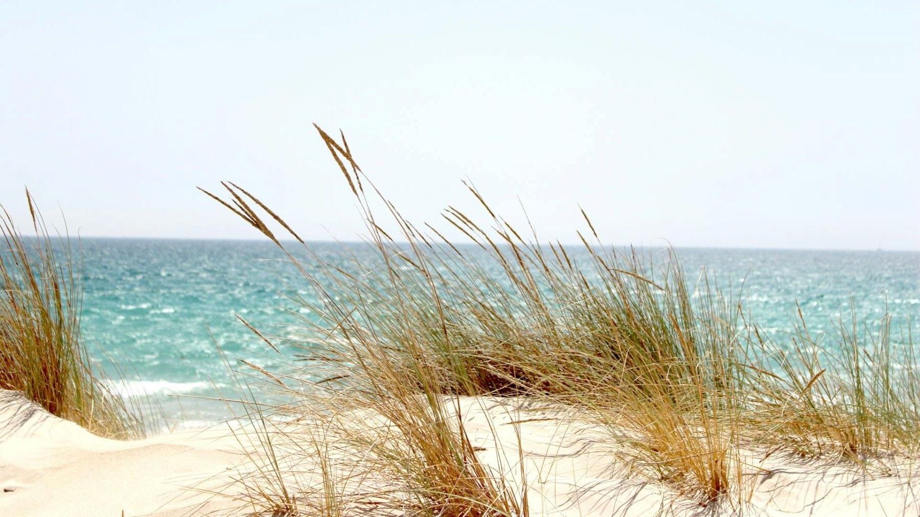 SEO/BirdLife pide que el nuevo Reglamento de Costas priorice la biodiversidad