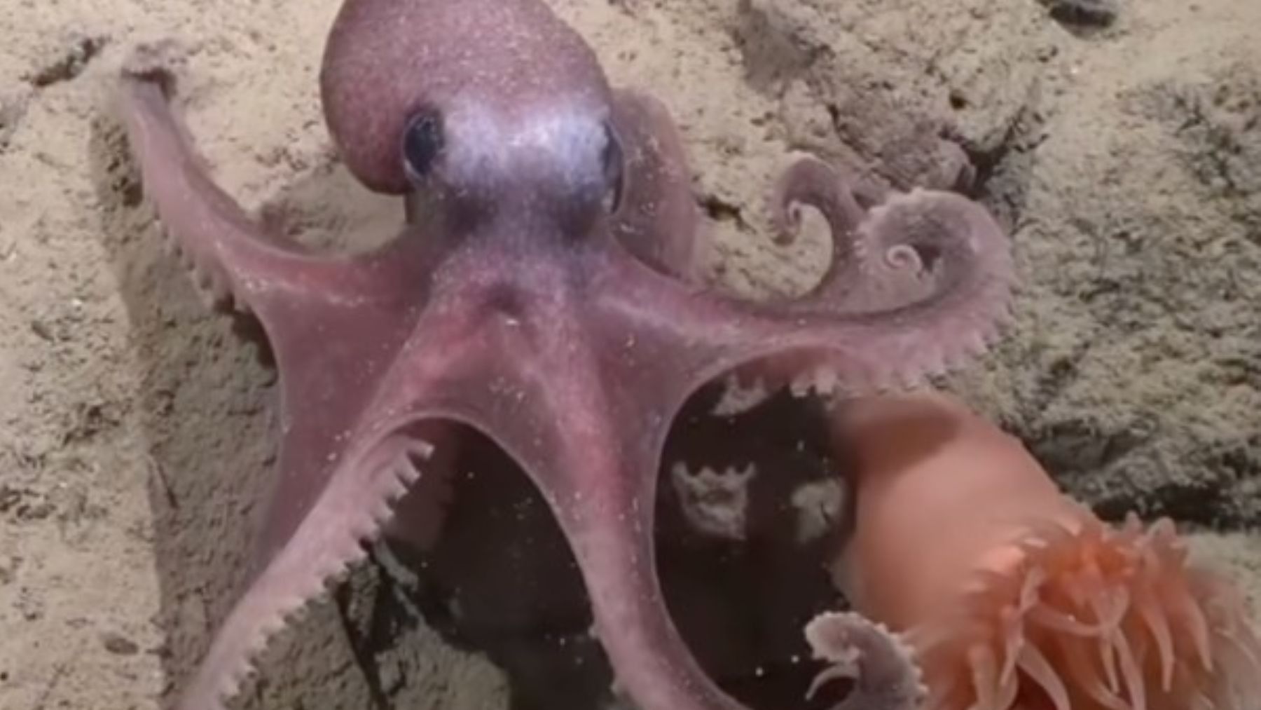 Descubren una nueva especie de pulpo en el Pacífico suroriental llamada Graneledone sellanesi