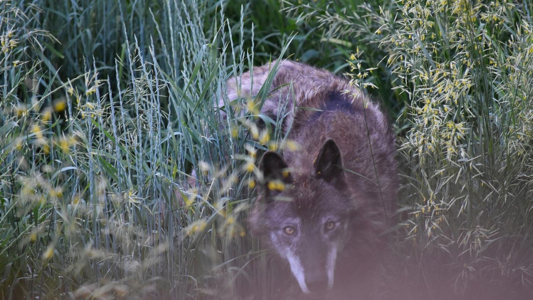 Lobo ibérico símbolo del debate político sobre fauna salvaje y ganadería