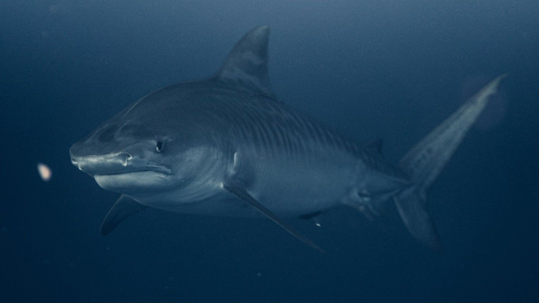 Tiburón blanco juvenil nadando en aguas del Mediterráneo español tras un registro confirmado por investigadores del IEO