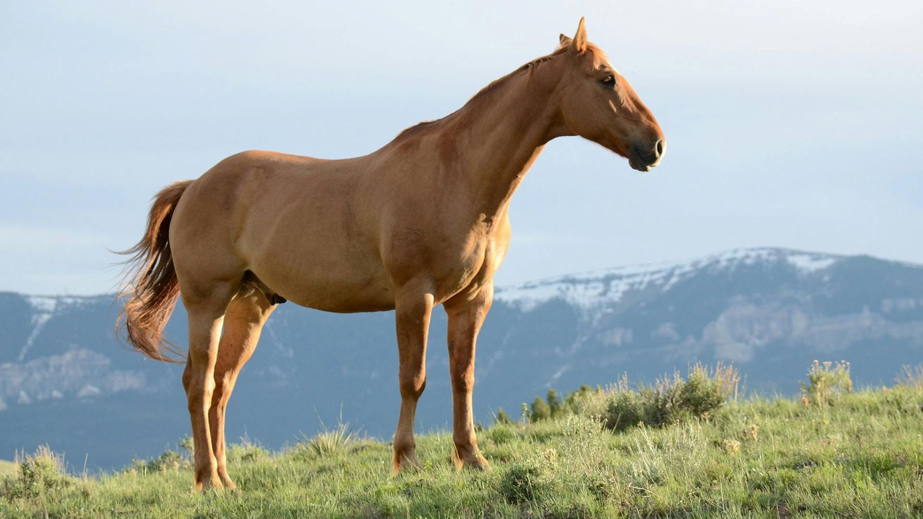 Año del Caballo 2026 destaca el papel clave de esta especie en los ecosistemas de pastizales naturales