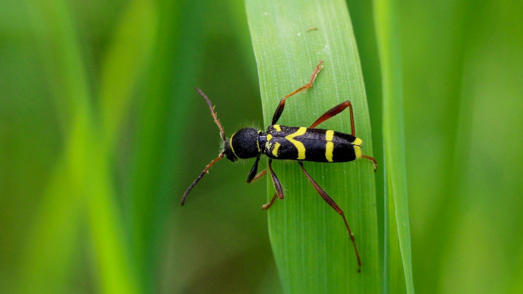 Actualización del catálogo de artrópodos amenazados en Extremadura con escarabajo avispa