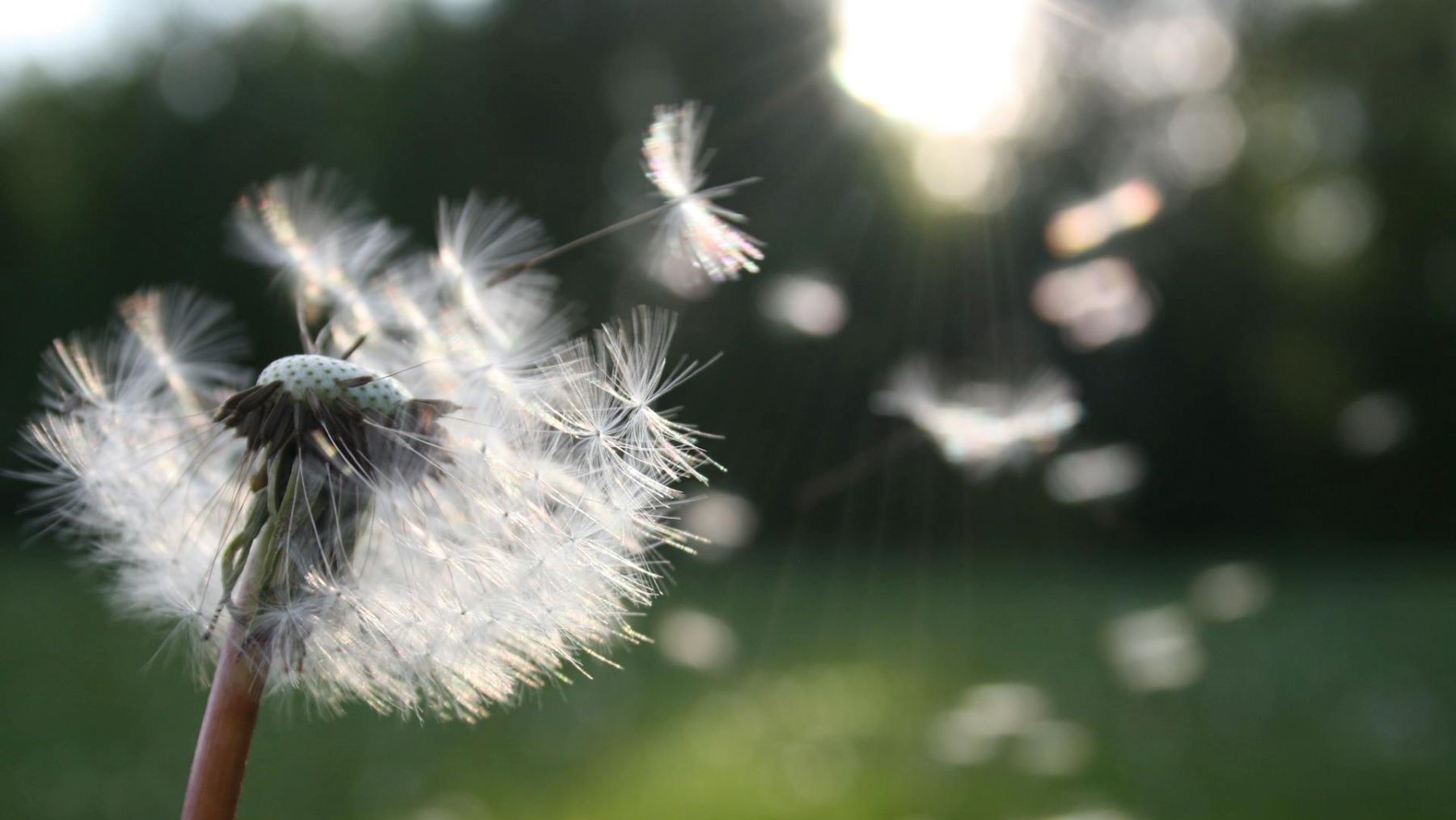 Campo de gramíneas en flor liberando polen durante la temporada de polen de gramíneas