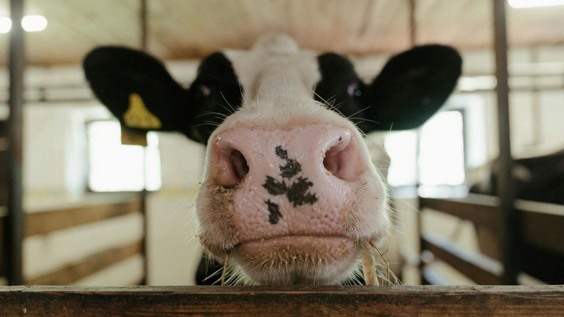 Cooperativismo lácteo reduce un 30 % su huella de carbono