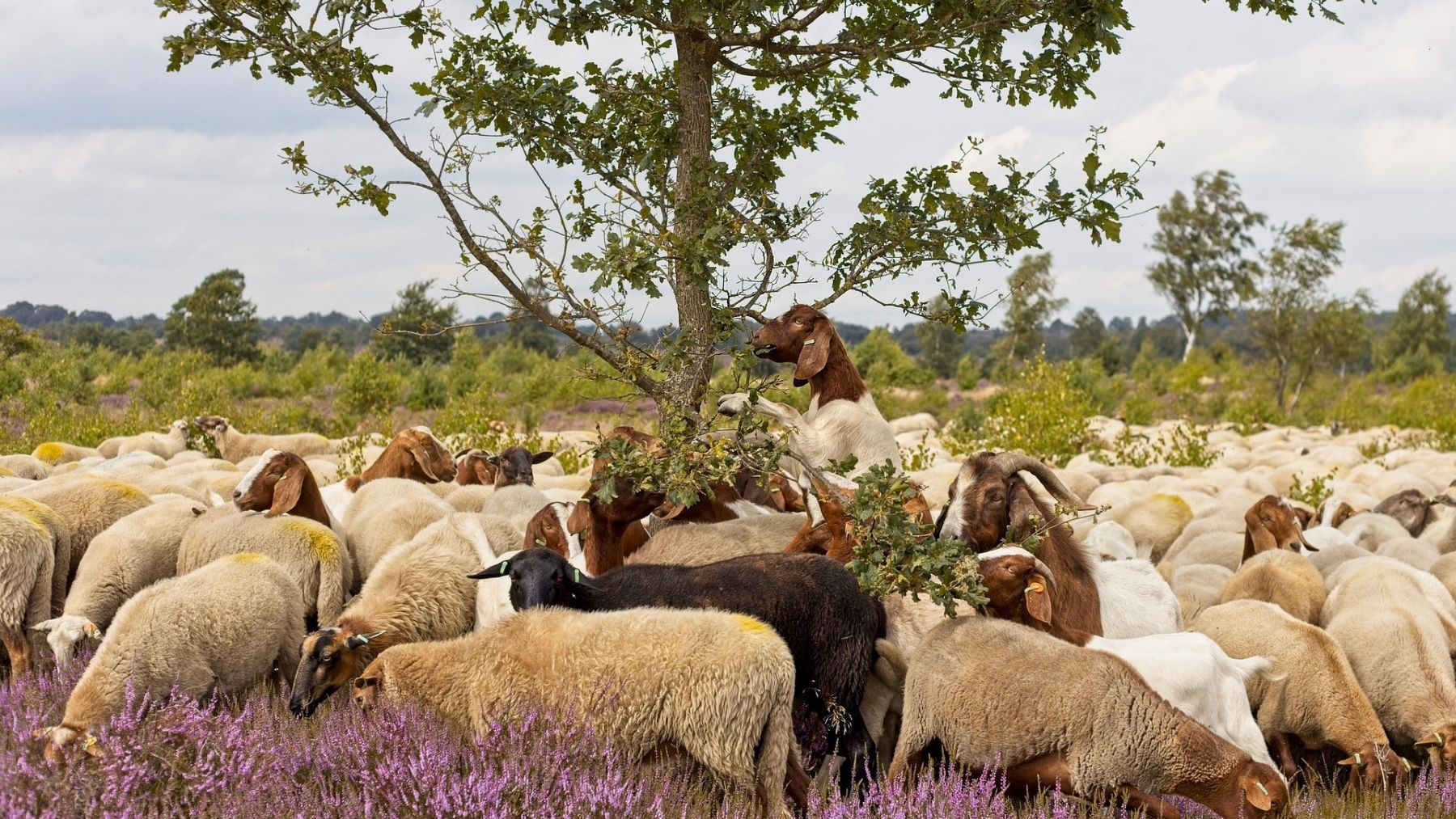 Pastoreo extensivo con razas autóctonas para reducir el riesgo de incendios forestales