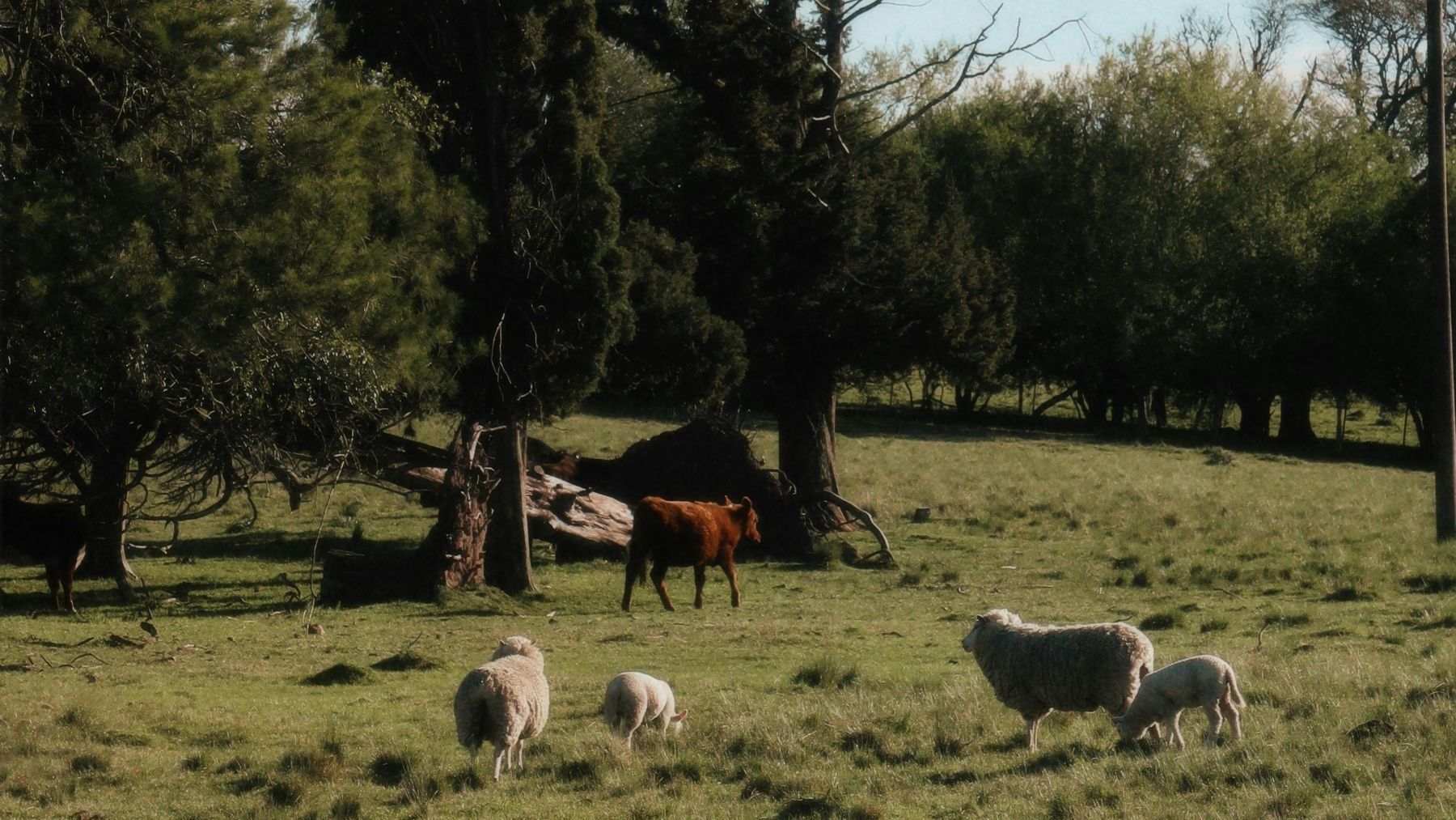 La ganadería extensiva de dehesa puede compensar hasta el 60 % de sus emisiones de CO₂