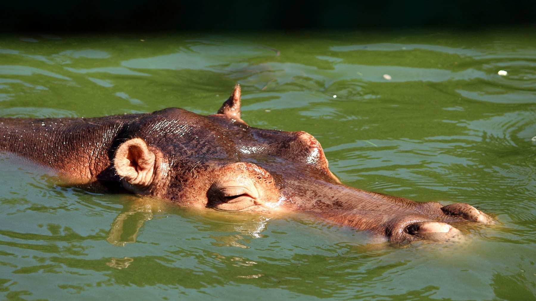 El hipopótamo en peligro por caza furtiva y pérdida de humedales en África