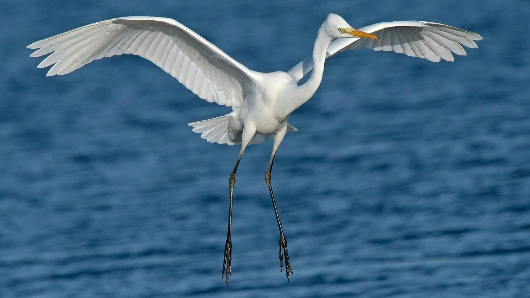 LIFE Humedales impulsa la recuperación de humedales en Castilla-La Mancha