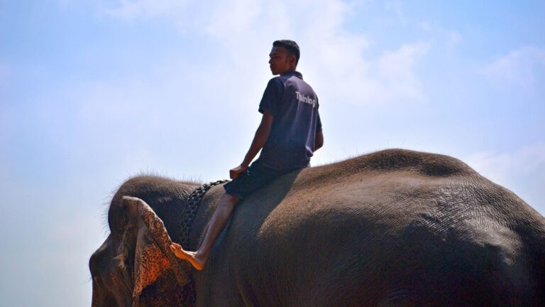 prohibición de paseos en elefante en Indonesia