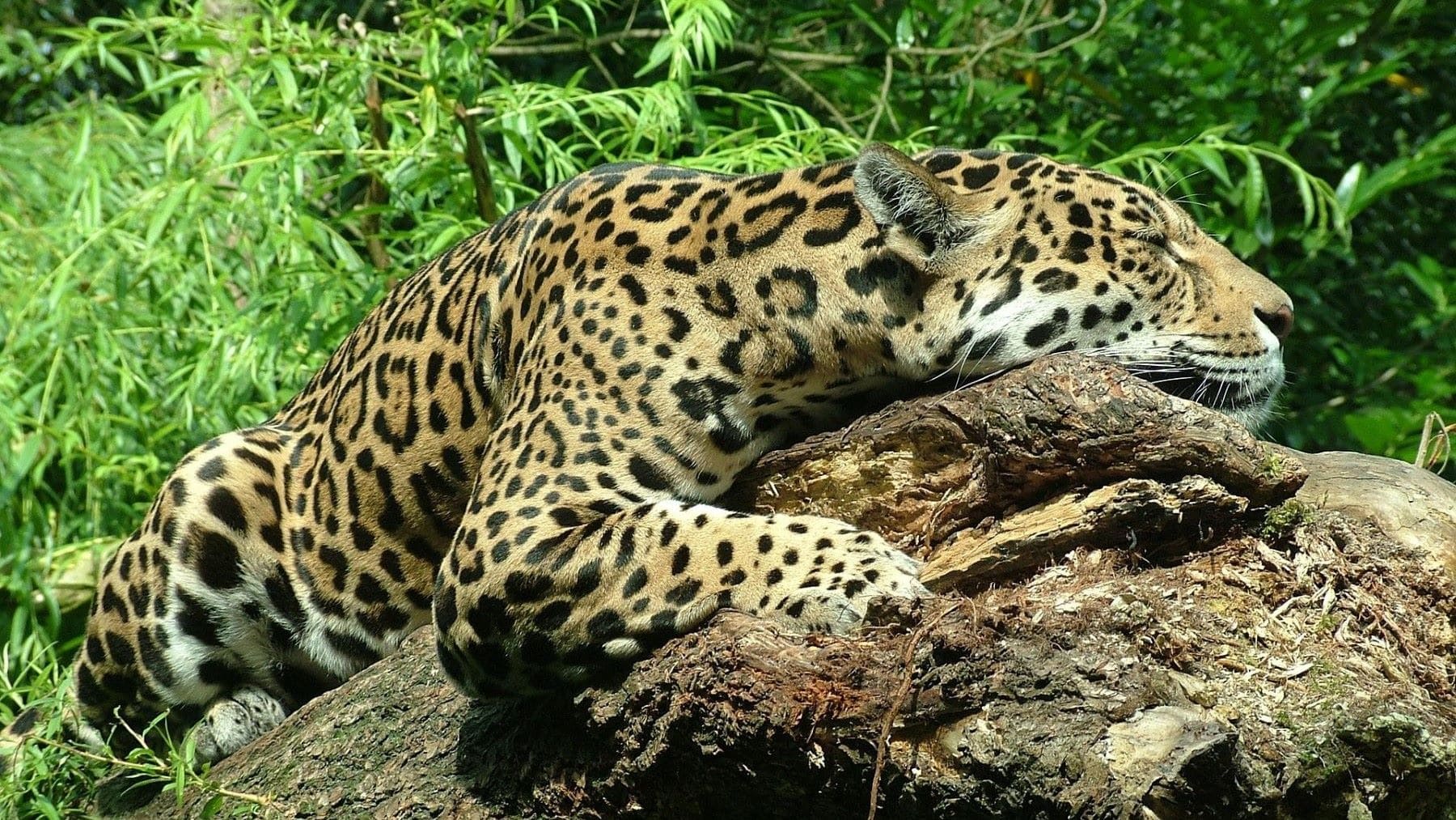 Jaguar en peligro de extinción en México