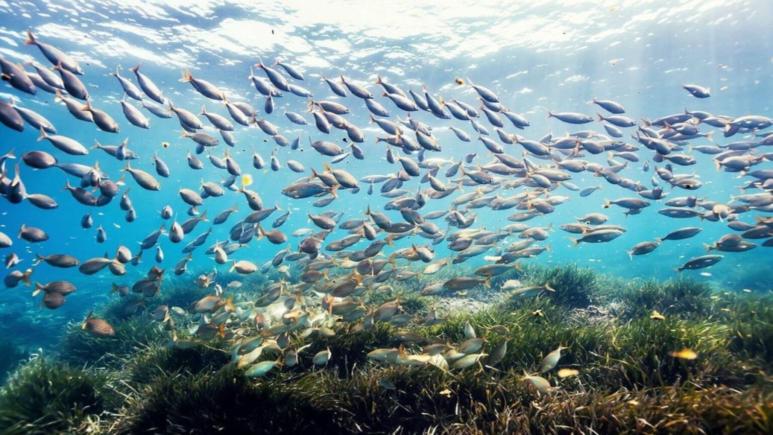 Relevo generacional en la pesca artesanal del Mediterráneo en riesgo